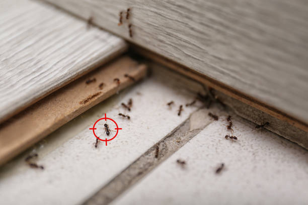 Best Cockroach Control Services  in Clayton, DE